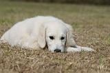 GOLDEN RETRIEVER 927